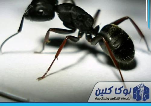 شركة مكافحة النمل الاسود بحفر الباطن