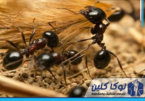 ارخص شركة مكافحة النمل الاسود بحفر الباطن