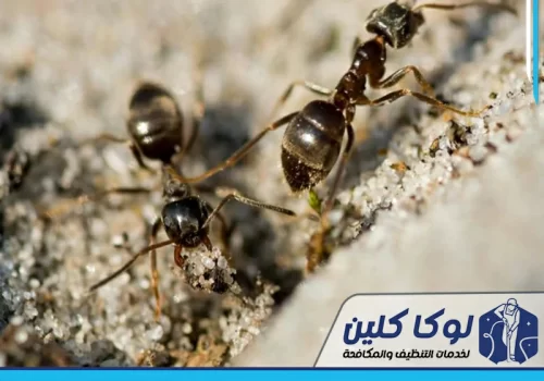 مكافحة النمل الاسود القارص