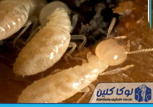 مكافحة النمل الابيض بحفر الباطن